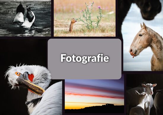 Tištěné fotografie